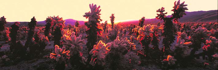 Fine Art Panoramic Landscape Photography Cholla Cacti at Sunrise, Joshua Tree